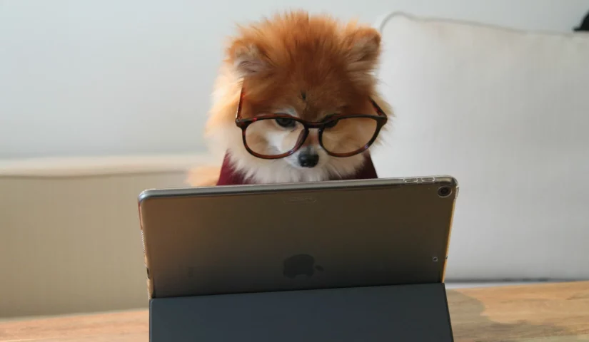 0-brown-and-white-long-coated-small-dog-wearing-eyeglasses-on-black-laptop-computer-gysmaocsdqs